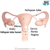Календар вагітності