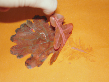 розписуємо тканина, малюємо по тканині