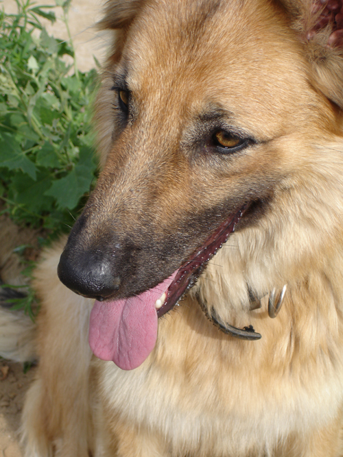 Вибираємо дитині вихованця