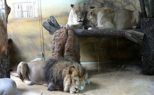 Зоопарк. Відпочинок з дітьми в Чехії