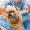 Стрижка йорків - стильно і оригінально